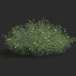 Maxtree-Plants Vol79 Hexinia polydichotoma 01 02 