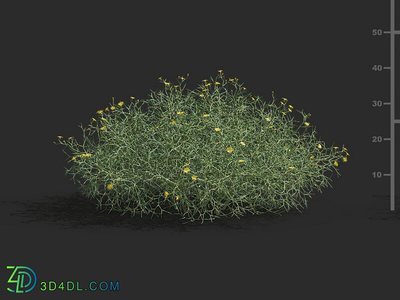 Maxtree-Plants Vol79 Hexinia polydichotoma 01 02