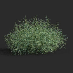Maxtree-Plants Vol79 Hexinia polydichotoma 01 04 