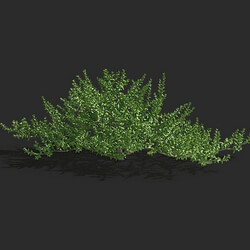 Maxtree-Plants Vol79 Kalidium foliatum 01 03 