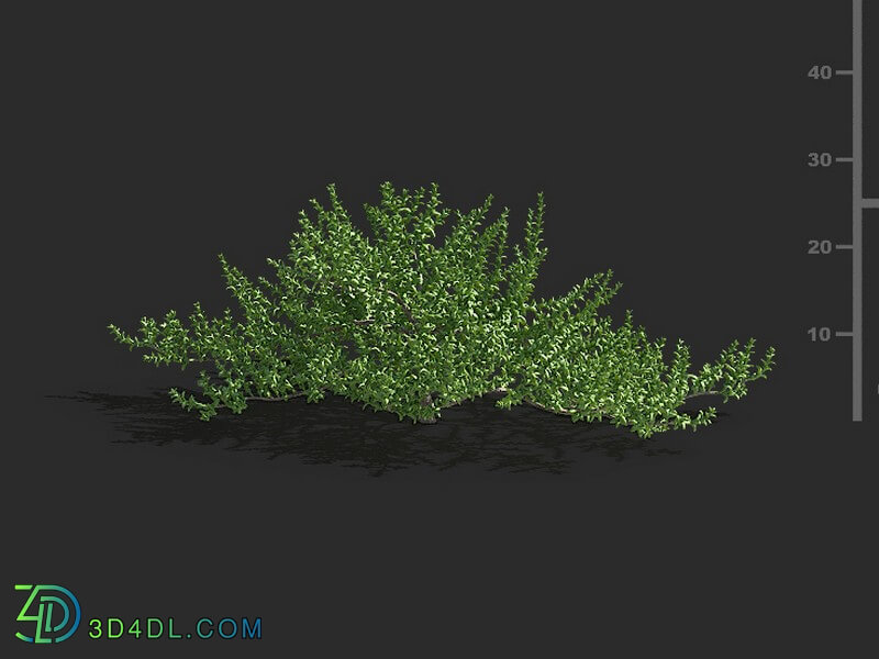 Maxtree-Plants Vol79 Kalidium foliatum 01 03