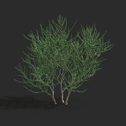 Maxtree-Plants Vol79 Kalidium foliatum 01 05 
