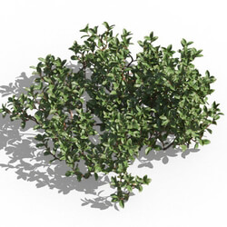 Maxtree-Plants Vol80 Arctostaphylos uva ursi 01 01 