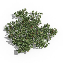 Maxtree-Plants Vol80 Arctostaphylos uva ursi 01 04 