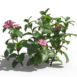 Maxtree-Plants Vol80 Catharanthus roseus 01 01 