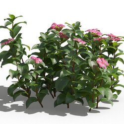 Maxtree-Plants Vol80 Catharanthus roseus 01 02 