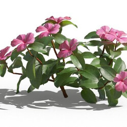Maxtree-Plants Vol80 Catharanthus roseus 01 04 