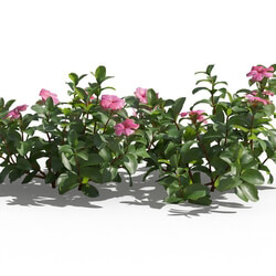Maxtree-Plants Vol80 Catharanthus roseus 01 06 