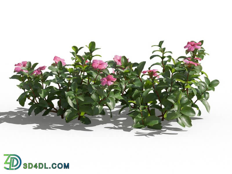 Maxtree-Plants Vol80 Catharanthus roseus 01 06