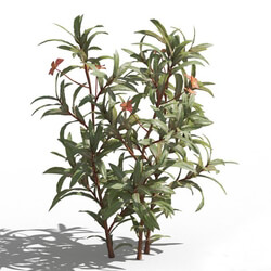 Maxtree-Plants Vol80 Euphorbia griffithii 01 01 