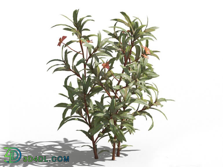 Maxtree-Plants Vol80 Euphorbia griffithii 01 01