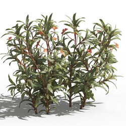 Maxtree-Plants Vol80 Euphorbia griffithii 01 02 
