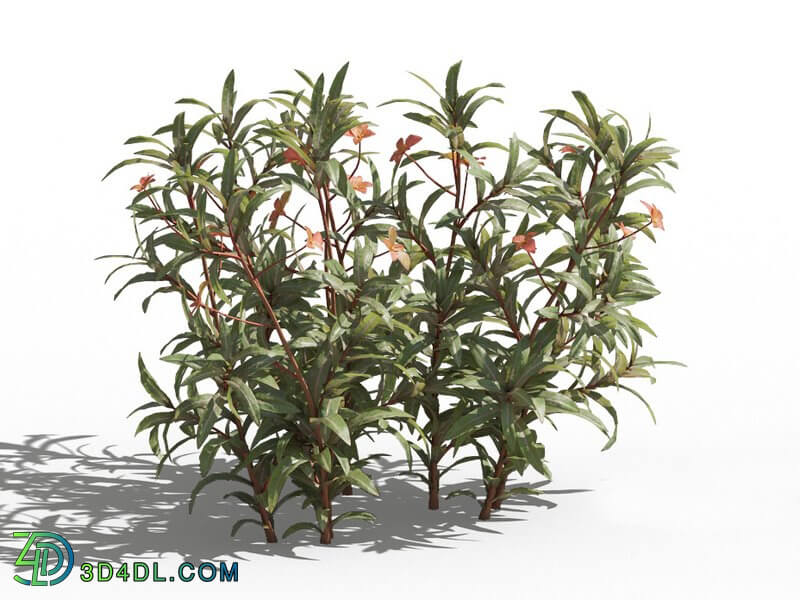 Maxtree-Plants Vol80 Euphorbia griffithii 01 02