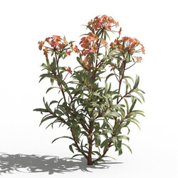 Maxtree-Plants Vol80 Euphorbia griffithii 01 03 