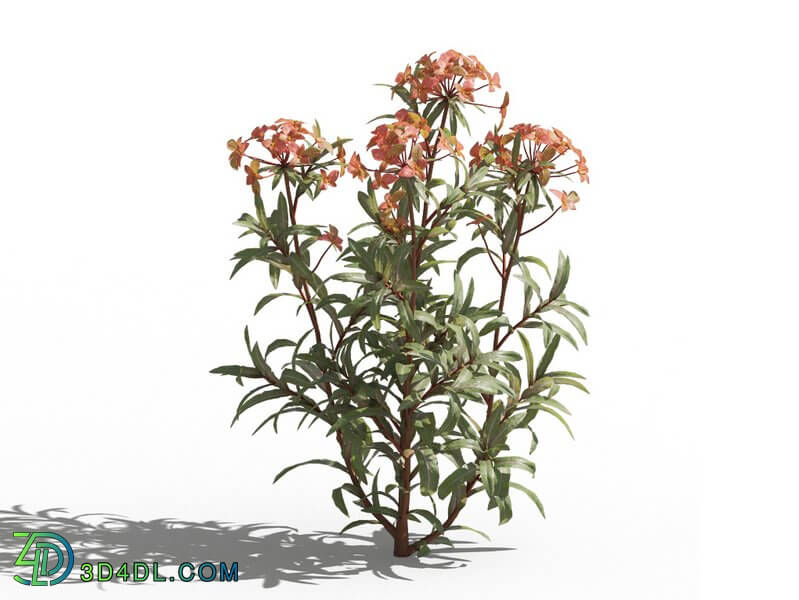 Maxtree-Plants Vol80 Euphorbia griffithii 01 03