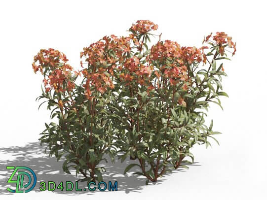 Maxtree-Plants Vol80 Euphorbia griffithii 01 04