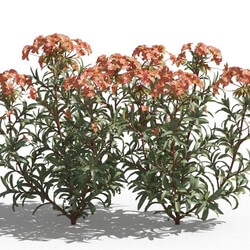Maxtree-Plants Vol80 Euphorbia griffithii 01 05 
