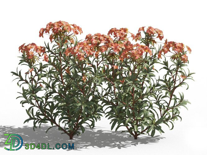 Maxtree-Plants Vol80 Euphorbia griffithii 01 05