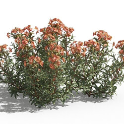 Maxtree-Plants Vol80 Euphorbia griffithii 01 06 