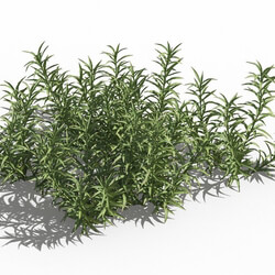 Maxtree-Plants Vol80 Polytrichum commune 01 02 