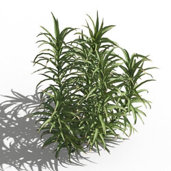 Maxtree-Plants Vol80 Polytrichum commune 01 03 