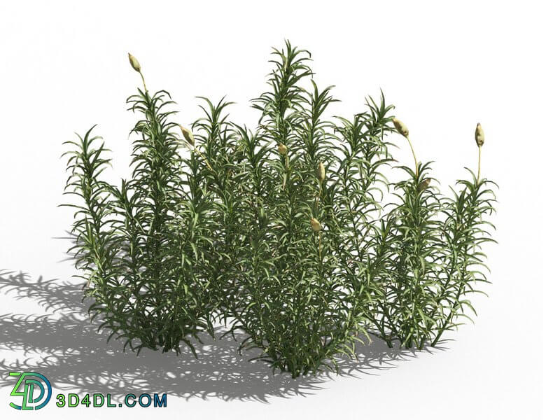 Maxtree-Plants Vol80 Polytrichum commune 01 06