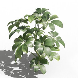 Maxtree-Plants Vol80 Schefflera arboricola 01 01 