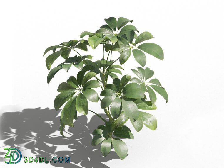 Maxtree-Plants Vol80 Schefflera arboricola 01 01