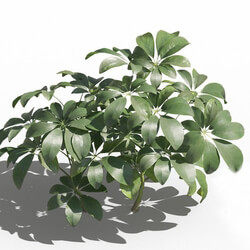 Maxtree-Plants Vol80 Schefflera arboricola 01 02 