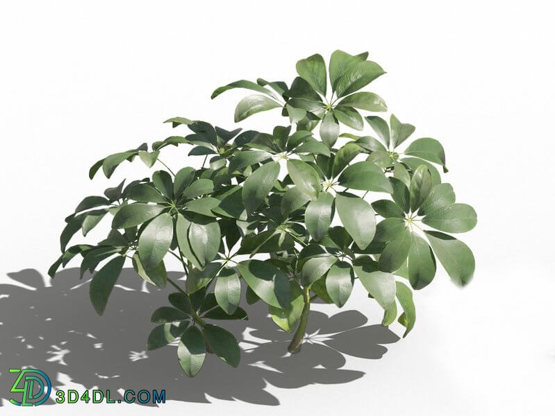 Maxtree-Plants Vol80 Schefflera arboricola 01 02