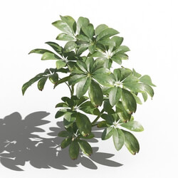 Maxtree-Plants Vol80 Schefflera arboricola 01 03 