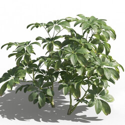 Maxtree-Plants Vol80 Schefflera arboricola 01 04 