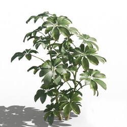 Maxtree-Plants Vol80 Schefflera arboricola 01 05 