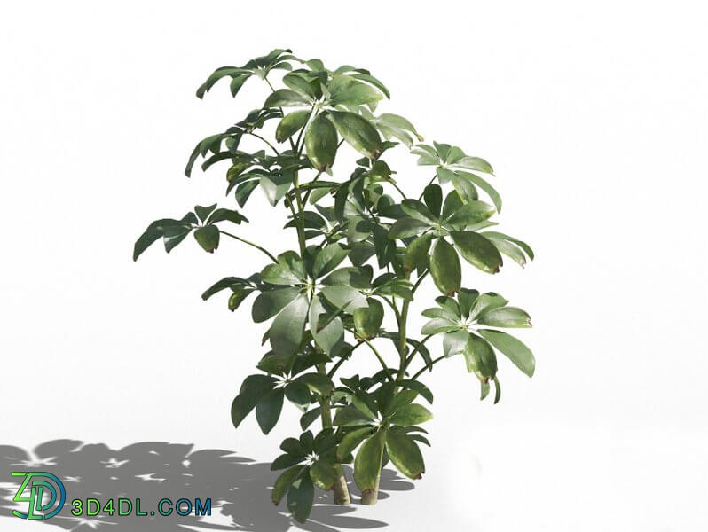 Maxtree-Plants Vol80 Schefflera arboricola 01 05