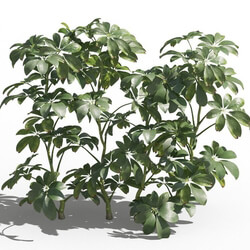 Maxtree-Plants Vol80 Schefflera arboricola 01 06 