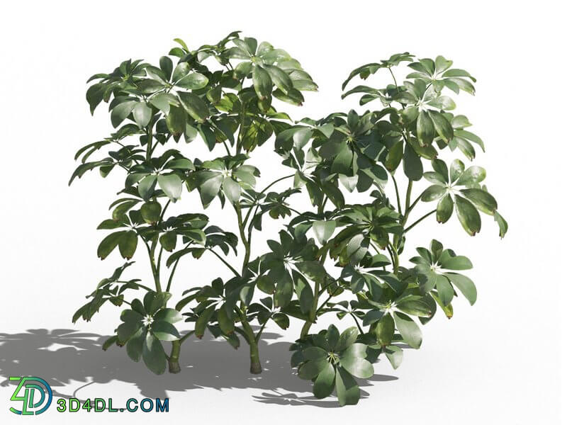 Maxtree-Plants Vol80 Schefflera arboricola 01 06