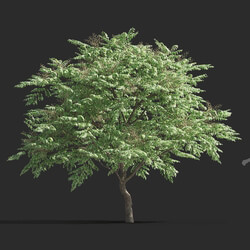 Maxtree-Plants Vol81 Aralia elata variegata 01 01 
