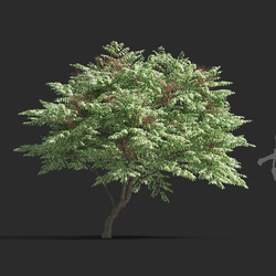 Maxtree-Plants Vol81 Aralia elata variegata 01 02 
