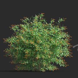 Maxtree-Plants Vol81 Buddleja globosa 01 02 