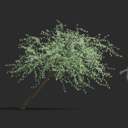 Maxtree-Plants Vol81 Pyrus salicifolia pendula 01 03 