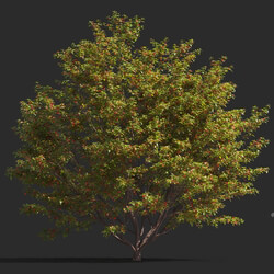 Maxtree-Plants Vol81 Stewartia sinensis 01 04 