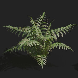 Maxtree-Plants Vol82 Cibotium barometz 01 02 