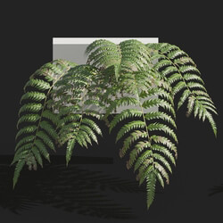 Maxtree-Plants Vol82 Cibotium barometz 01 05 