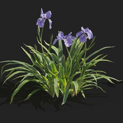 Maxtree-Plants Vol82 Iris tectorum 01 02 