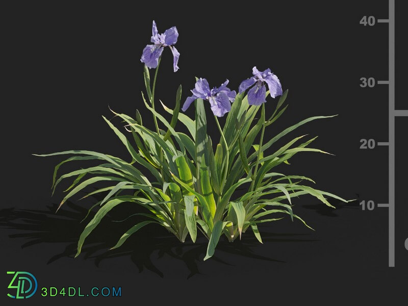 Maxtree-Plants Vol82 Iris tectorum 01 02