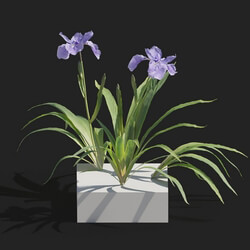 Maxtree-Plants Vol82 Iris tectorum 01 03 