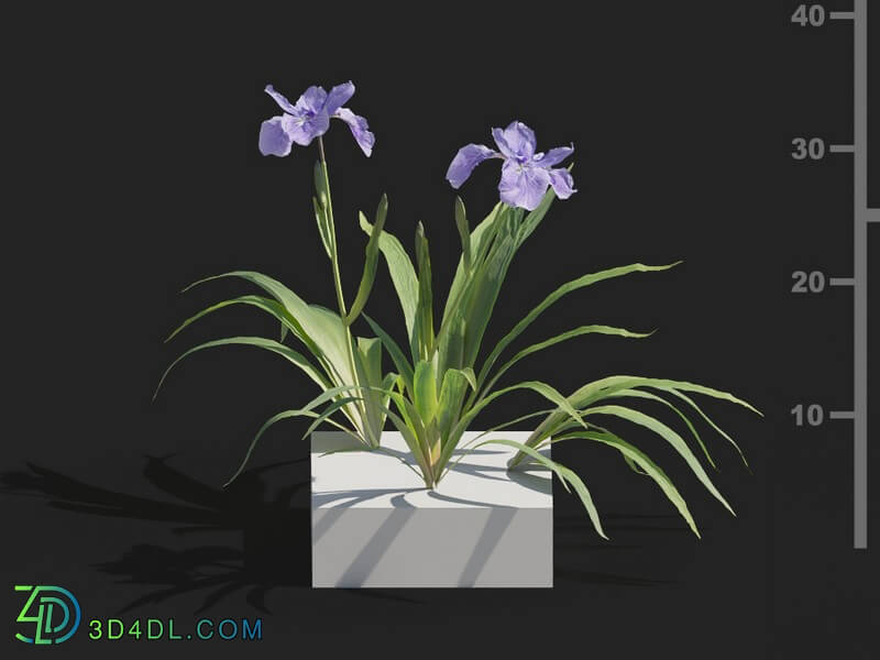 Maxtree-Plants Vol82 Iris tectorum 01 03