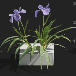 Maxtree-Plants Vol82 Iris tectorum 01 04 