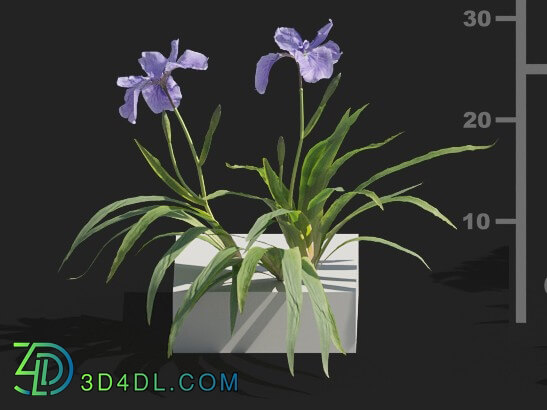 Maxtree-Plants Vol82 Iris tectorum 01 04