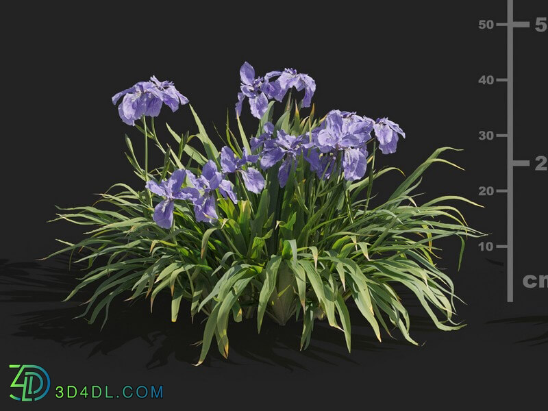Maxtree-Plants Vol82 Iris tectorum 01 05
